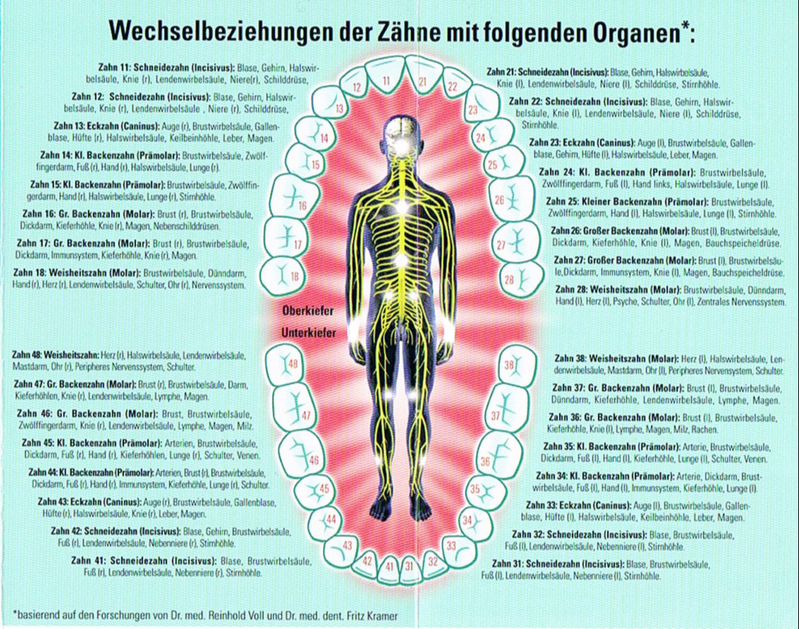 Zahn-Organ-Beziehung - Ganzheitliche Zahnarztpraxis Dr. Heike Kretschmar